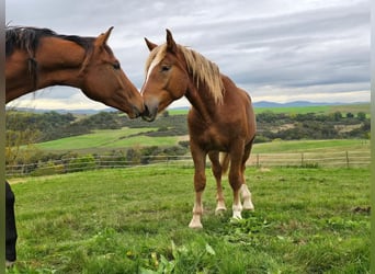 Trait allemand du Sud, Étalon, 2 Ans, Alezan brûlé