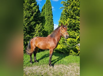 Trait allemand du Sud, Étalon, 3 Ans, 162 cm, Bai