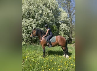 Trait allemand du Sud, Étalon, 5 Ans, 168 cm, Bai