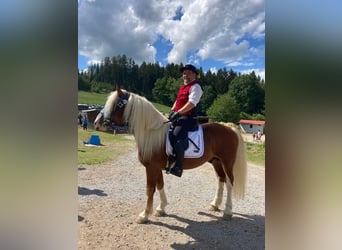 Trait allemand du Sud, Étalon, 5 Ans, Alezan
