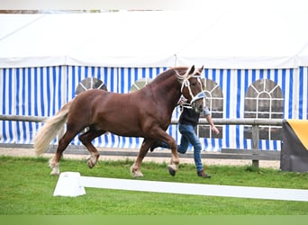Trait allemand du Sud, Étalon, 7 Ans, Alezan brûlé