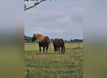 Trait allemand du Sud, Étalon, 7 Ans, Alezan brûlé