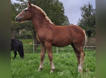 Trait allemand du Sud, Étalon, Poulain (04/2025), 168 cm, Alezan brûlé