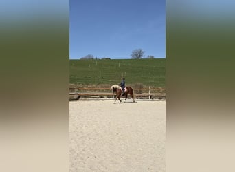 Trait allemand du Sud, Hongre, 10 Ans, 175 cm, Alezan