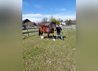 Trait allemand du Sud, Hongre, 11 Ans, 166 cm, Bai brun