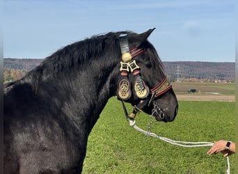 Trait allemand du Sud, Hongre, 2 Ans, 164 cm, Noir