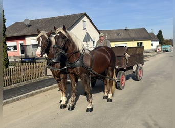 Trait allemand du Sud, Hongre, 2 Ans, 165 cm, Alezan brûlé