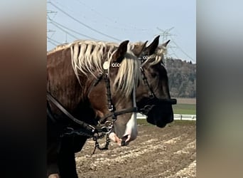Trait allemand du Sud, Hongre, 2 Ans, 165 cm, Alezan brûlé