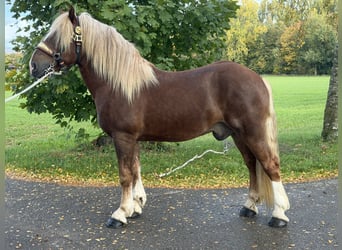 Trait allemand du Sud, Hongre, 2 Ans, 167 cm, Alezan brûlé
