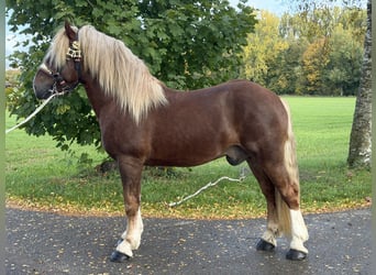 Trait allemand du Sud, Hongre, 2 Ans, 167 cm, Alezan brûlé