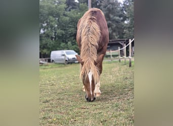 Trait allemand du Sud, Hongre, 3 Ans, 155 cm, Alezan brûlé