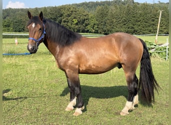 Trait allemand du Sud, Hongre, 3 Ans, 155 cm, Bai brun