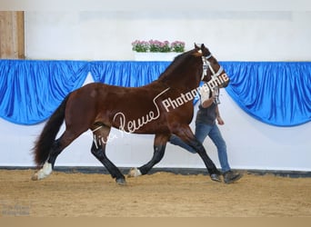 Trait allemand du Sud, Hongre, 3 Ans, 162 cm, Bai
