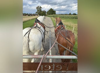 Trait allemand du Sud, Hongre, 3 Ans, 165 cm, Alezan