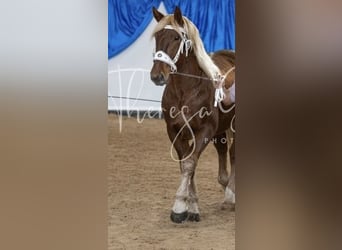 Trait allemand du Sud, Hongre, 3 Ans, 167 cm, Alezan brûlé