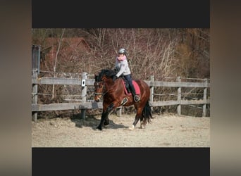 Trait allemand du Sud, Hongre, 4 Ans, 168 cm, Bai