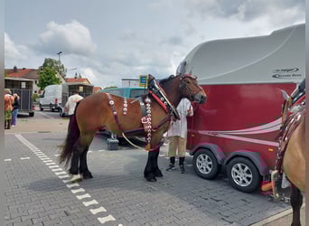 Trait allemand du Sud, Hongre, 5 Ans, 168 cm, Bai