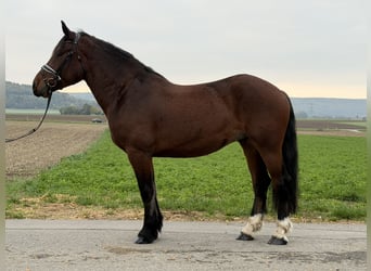 Trait allemand du Sud, Hongre, 6 Ans, 164 cm, Bai