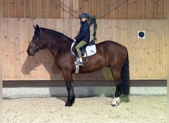 Trait allemand du Sud, Hongre, 6 Ans, 164 cm, Bai
