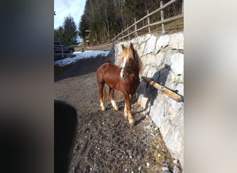 Trait allemand du Sud, Hongre, 6 Ans, 173 cm, Alezan