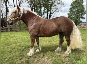 Trait allemand du Sud, Hongre, 6 Ans, Alezan brûlé