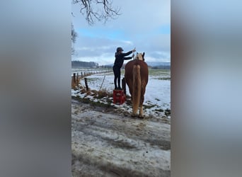 Trait allemand du Sud, Hongre, 8 Ans, 186 cm, Alezan