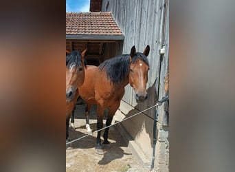 Trait allemand du Sud Croisé, Hongre, 9 Ans, 170 cm, Bai