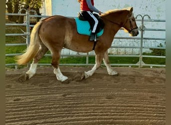 Trait allemand du Sud, Jument, 11 Ans, 158 cm, Alezan