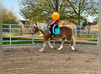 Trait allemand du Sud, Jument, 11 Ans, 158 cm, Alezan