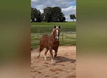 Trait allemand du Sud, Jument, 11 Ans, 165 cm, Alezan