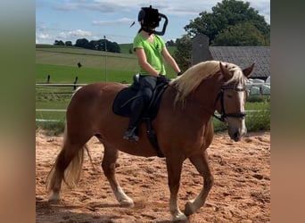 Trait allemand du Sud, Jument, 11 Ans, 165 cm, Alezan