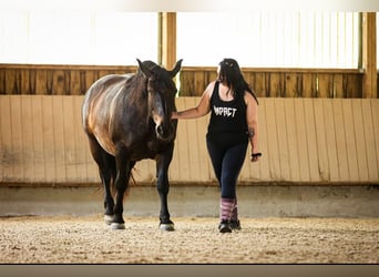 Trait allemand du Sud, Jument, 13 Ans, 162 cm, Noir
