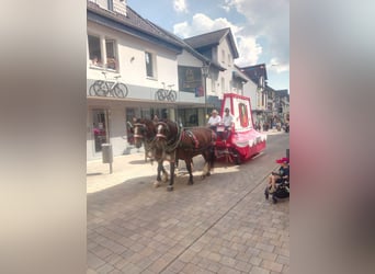 Trait allemand du Sud, Jument, 13 Ans