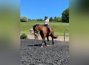 Trait allemand du Sud, Jument, 14 Ans, 164 cm, Bai