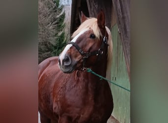 Trait allemand du Sud, Jument, 15 Ans, 165 cm, Alezan brûlé
