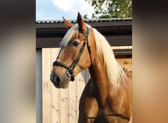 Trait allemand du Sud, Jument, 16 Ans, 155 cm, Alezan