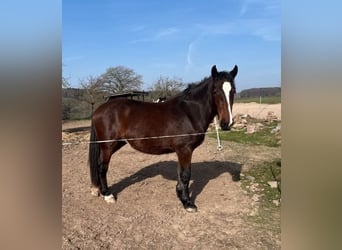 Trait allemand du Sud, Jument, 2 Ans, 165 cm, Bai