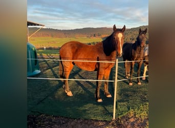 Trait allemand du Sud, Jument, 2 Ans, 165 cm, Bai