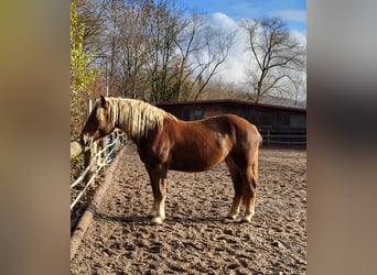 Trait allemand du Sud, Jument, 4 Ans, 160 cm, Alezan brûlé