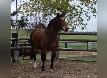 Trait allemand du Sud, Jument, 5 Ans, 165 cm, Bai