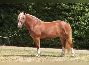 Trait allemand du Sud, Jument, 5 Ans, 169 cm, Alezan