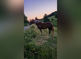 Trait allemand du Sud, Jument, 7 Ans, 160 cm, Alezan brûlé