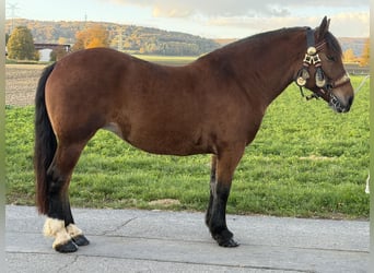 Trait allemand du Sud, Jument, 7 Ans, 160 cm, Bai