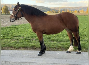 Trait allemand du Sud, Jument, 7 Ans, 160 cm, Bai