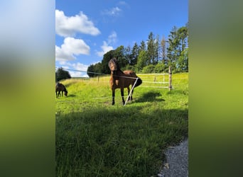 Trait allemand du Sud, Jument, 7 Ans, 160 cm, Bai brun foncé