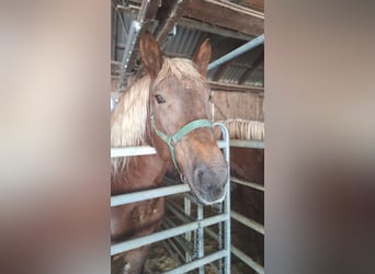 Trait allemand du Sud, Jument, 7 Ans, 173 cm, Alezan