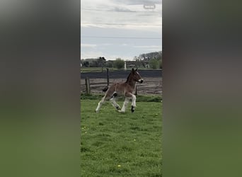 Trait belge, Étalon, 1 Année, Roan-Bay