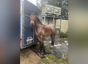 Trait belge, Étalon, 1 Année, Roan-Bay