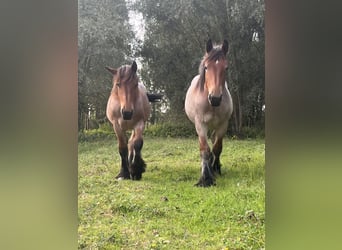 Trait belge, Étalon, 1 Année, Roan-Bay