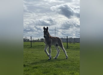 Trait belge, Étalon, 1 Année, Roan-Bay